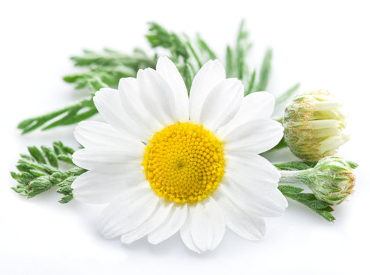 Benefits of Apigenin Supplement