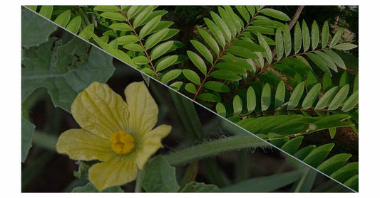 Fadogia Agrestis & Tongkat Ali